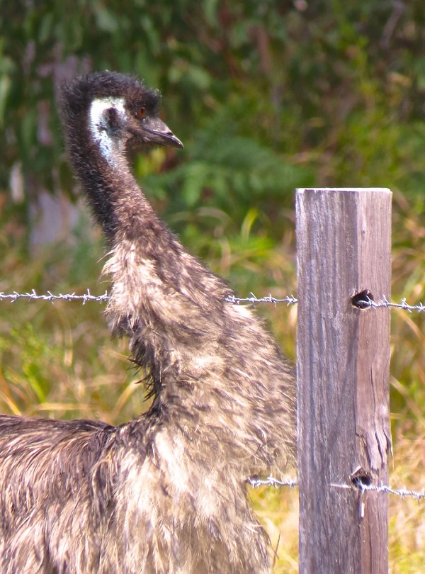 Coastal Emu
